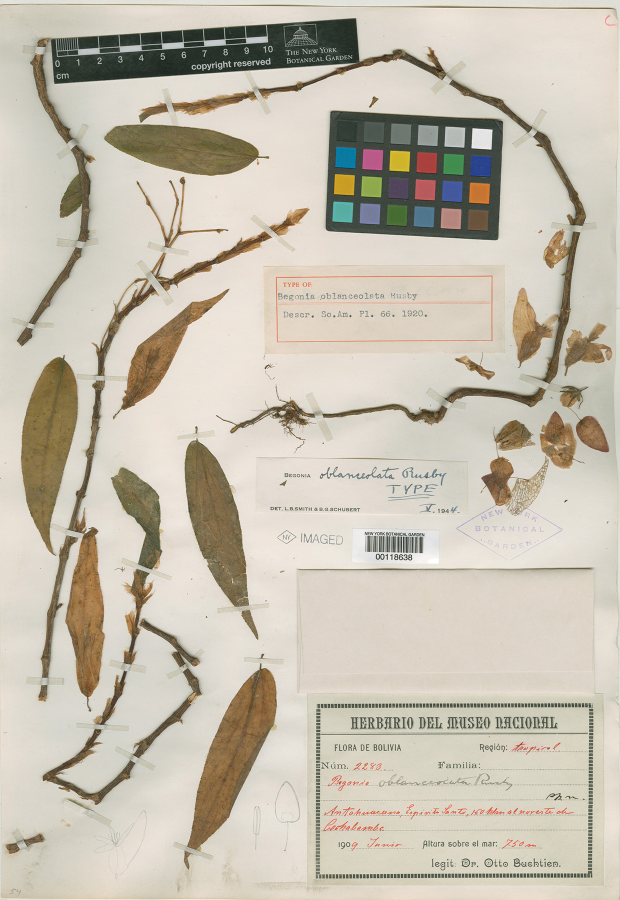 B. oblanceolata